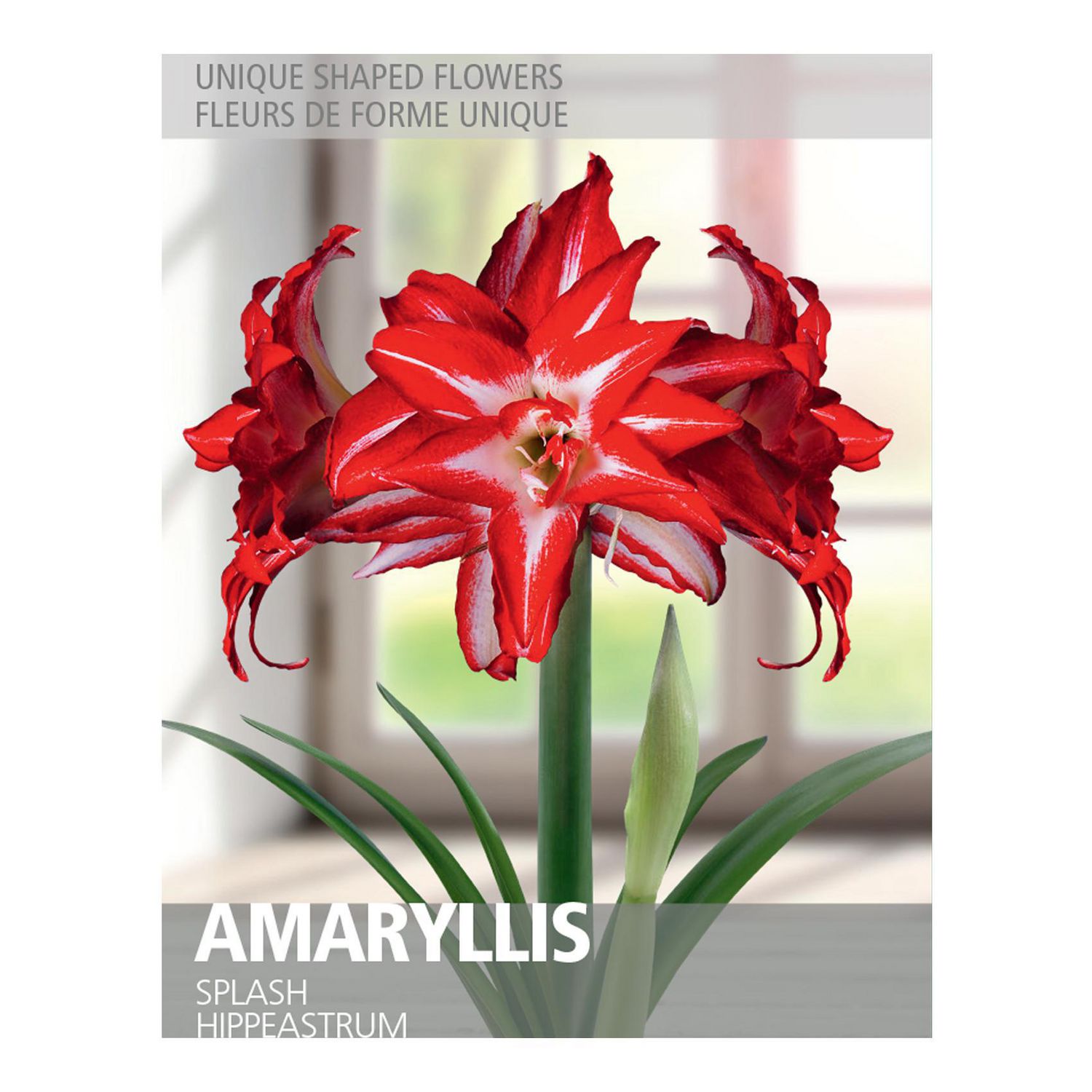 Amaryllis Splash (1 Bulb) Walmart Canada