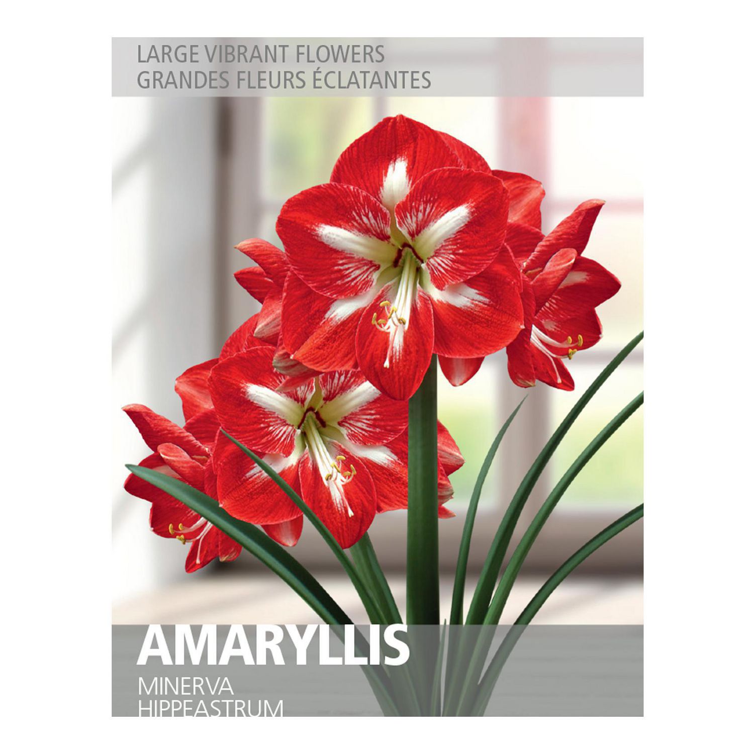 where to buy amaryllis bulbs in canada