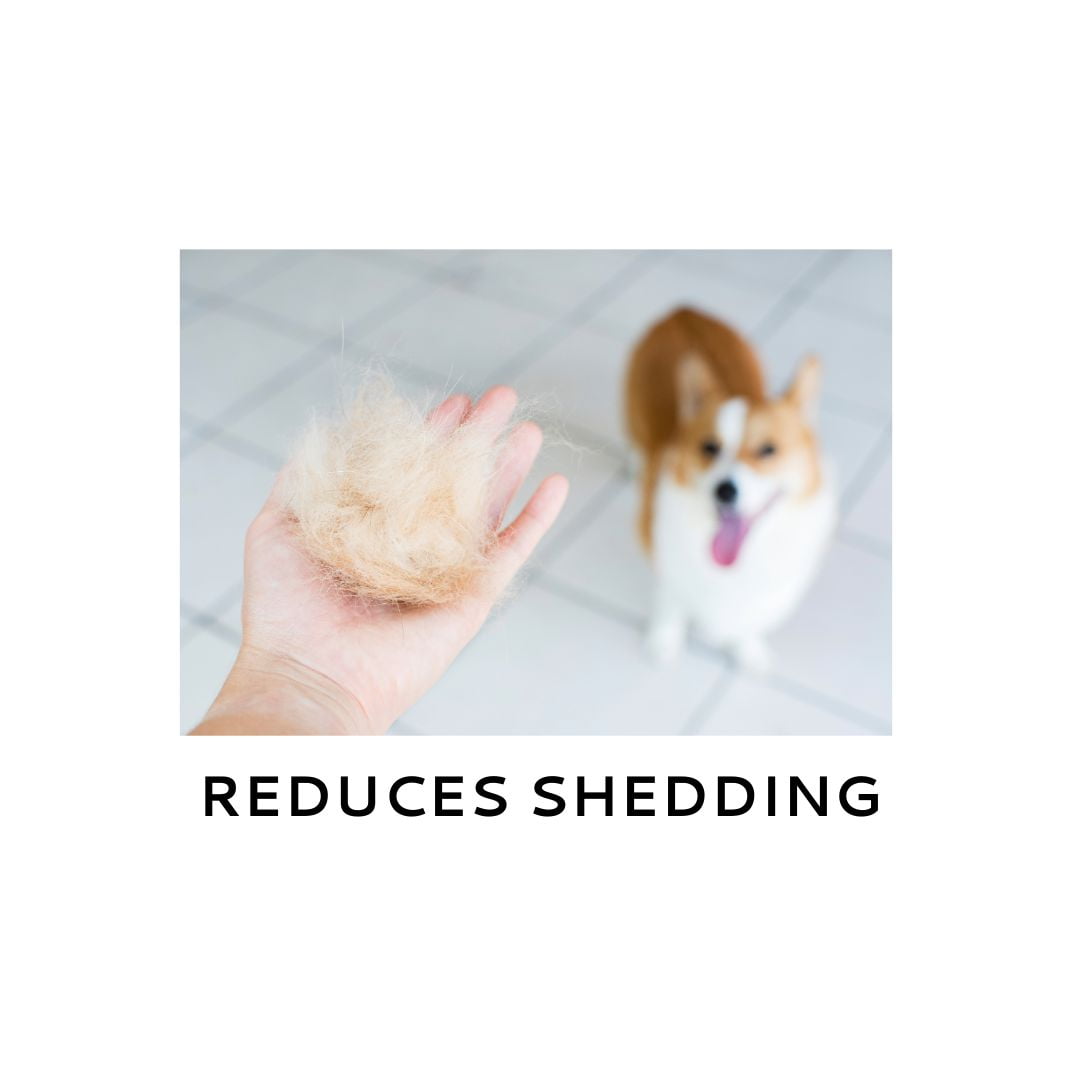 Anti shedding shampoo for dogs best sale