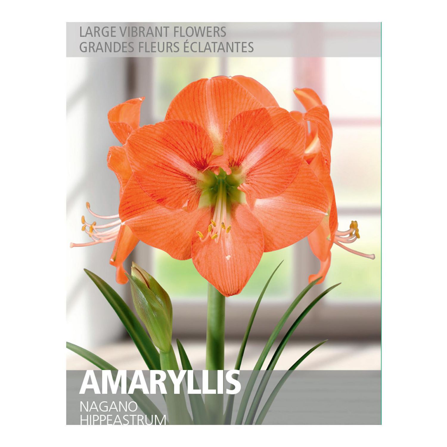 Amaryllis Nagano (1 Bulb) Walmart Canada