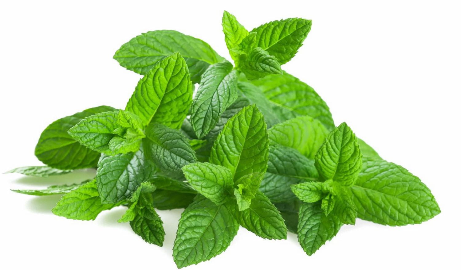Mint, Fresh, Sold in bunches