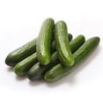 thumbnail image 2 of Mini concombres biologiques Sunset Grown 1 lb, 2 of 8