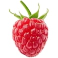 thumbnail image 3 of Framboises, biologique 6 oz, 3 of 6