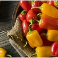 thumbnail image 4 of Mini Peppers , Organic, 1 lb bag, 4 of 4
