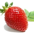 thumbnail image 2 of Fraises biologiques 1 lb, 2 of 6
