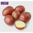 thumbnail image 1 of Your Fresh Market Organic Red Potatoes Whole Fresh, 3 lb / 1.36 kg, 1 of 6