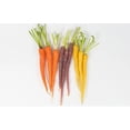 thumbnail image 2 of Carrots, Rainbow Organic, 2 lb, 2 of 8