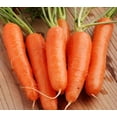 thumbnail image 3 of Nantaise Carrots, Carrots, 3 of 3