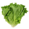 thumbnail image 2 of Laitue verte Vendu individuellement, 2 of 3
