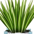 thumbnail image 4 of Hallmark Paper Wonder All Occasion Pop Up Card (Potted Spider Plant), 4 of 6