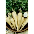 thumbnail image 3 of Parsnip, Sold in singles, 0.02 - 0.14 KG, 3 of 3