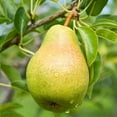 thumbnail image 3 of Pears, Organic Bartlett, 2 lb Bag, 3 of 3