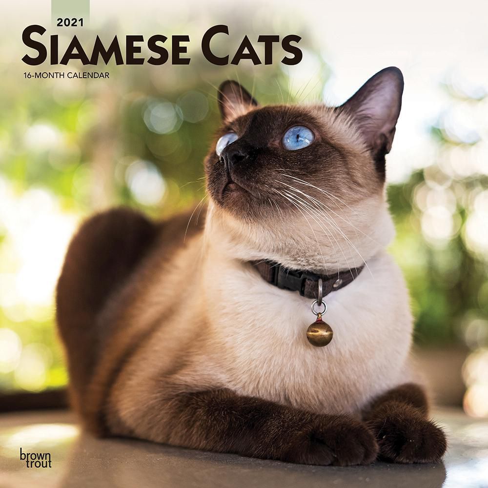 Siamese Cats 2021 12 x 12 Inch Monthly Square Wall Calendar, Animals