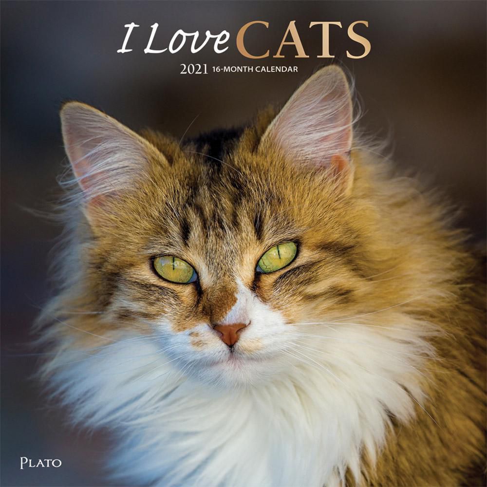 I Love Cats 2021 12 x 12 Inch Monthly Square Wall Calendar with Foil