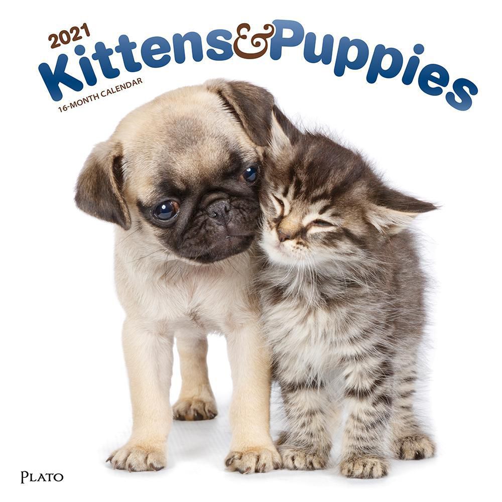 Kittens & Puppies 2021 12 x 12 Inch Monthly Square Wall Calendar with