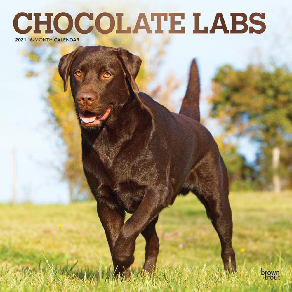 chocolate labrador retriever