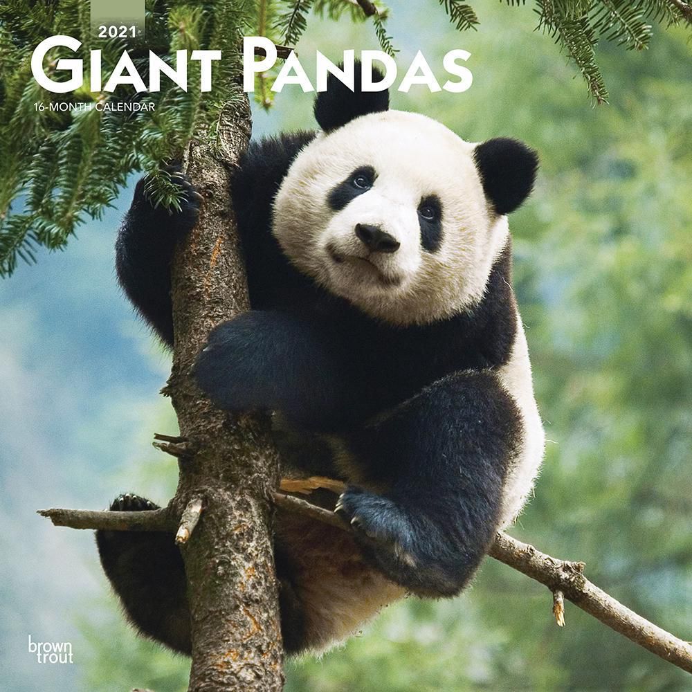 Giant Pandas 2021 12 x 12 Inch Monthly Square Wall Calendar Wildlife