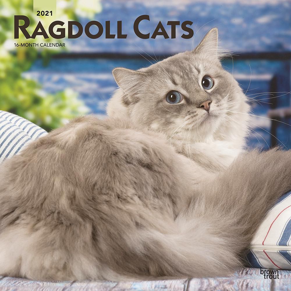 Ragdoll Cats 2021 12 x 12 Inch Monthly Square Wall Calendar, Animals