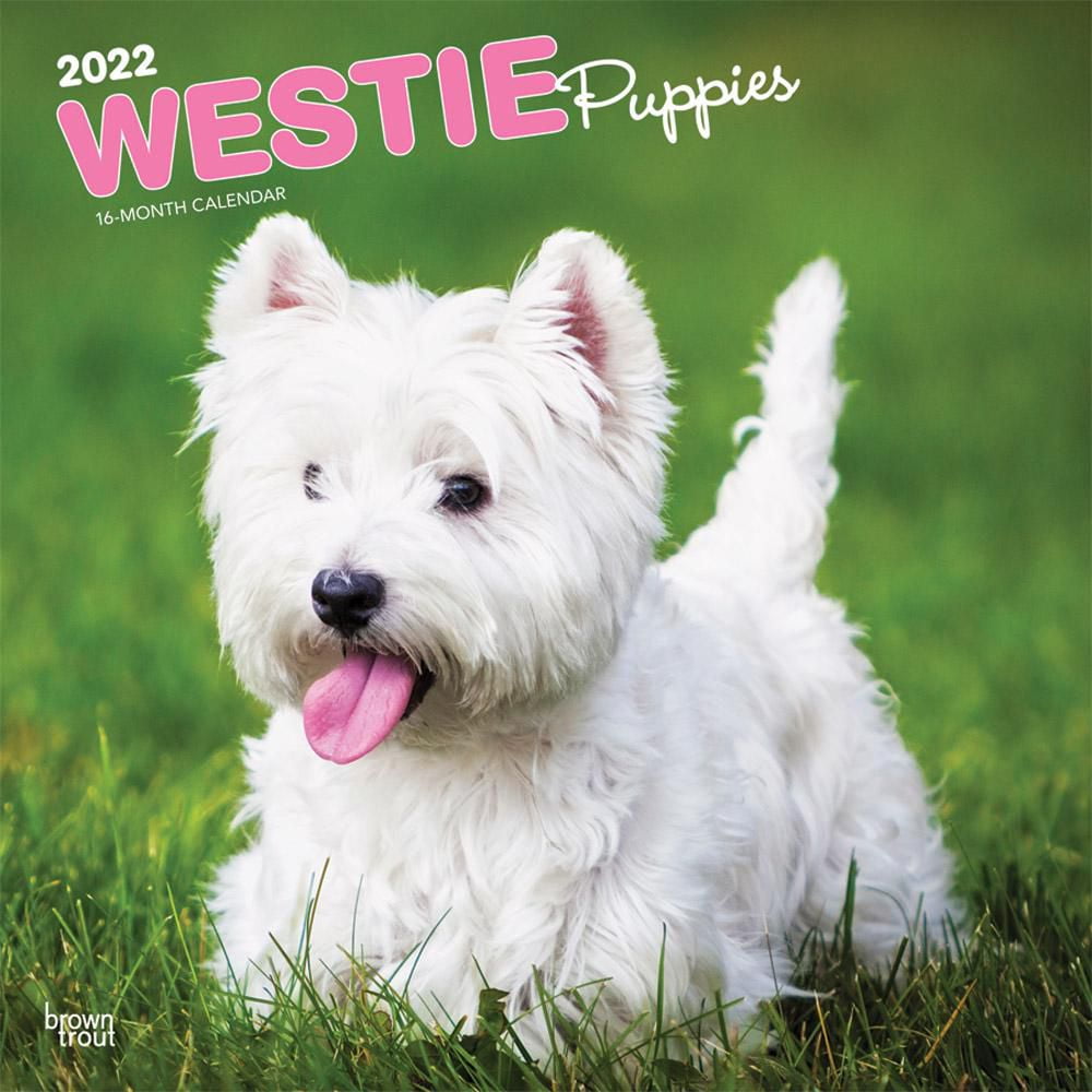 Westie puppies hot sale dfw