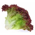 thumbnail image 2 of Lettuce, Romaine, Sold in singles, 2 of 3