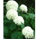 Hortensia arbustif Annabelle – image 1 sur 5