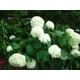 Hortensia arbustif Annabelle – image 2 sur 5