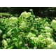 Hortensia arbustif Annabelle – image 3 sur 5