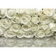 Murale bouquet de roses blanches 12' 1 po x 8' 4 po – image 1 sur 1