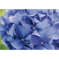 thumbnail image 1 of Murale fleurs hortensia 12' 1" x 8' 4", 1 of 1