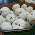 thumbnail image 2 of Pumpkin, White, 2 of 2