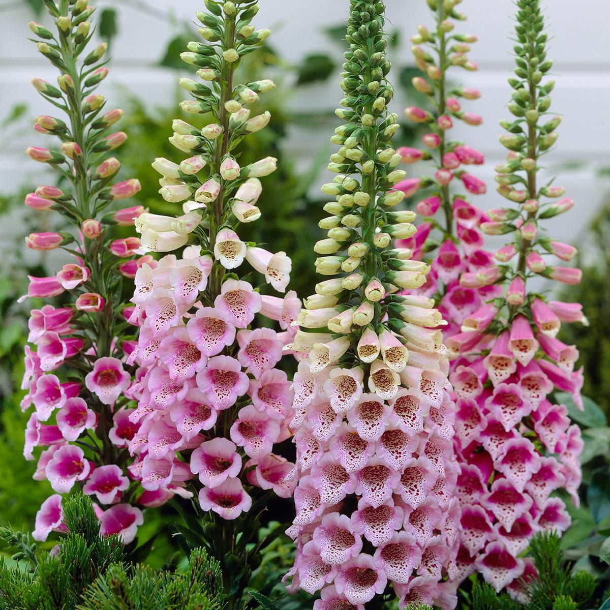 Perennial Plugs - Digitalis Purpurea (3 Plugs) | Walmart Canada