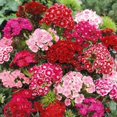 thumbnail image 1 of Perennial Plugs - Dianthus (3 Plugs), 1 of 4