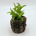thumbnail image 3 of Perennial Plugs - Dianthus (3 Plugs), 3 of 4