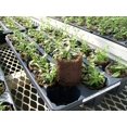 thumbnail image 4 of Perennial Plugs - Dianthus (3 Plugs), 4 of 4