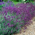thumbnail image 3 of Perennial Plugs - Lavandula Munstead (3 Plugs), 3 of 5