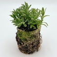 thumbnail image 4 of Perennial Plugs - Lavandula Munstead (3 Plugs), 4 of 5