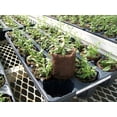 thumbnail image 5 of Perennial Plugs - Lavandula Munstead (3 Plugs), 5 of 5