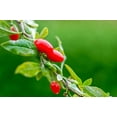 thumbnail image 3 of Baies de Goji biologiques, 3 of 3
