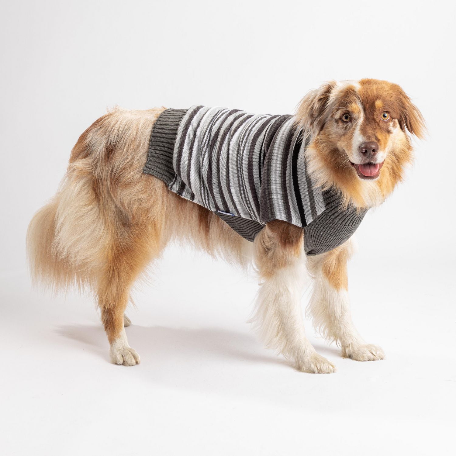 pmp dog clothes