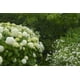 Hortensia arbustif Annabelle – image 4 sur 5