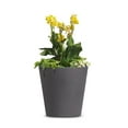thumbnail image 1 of Equinox Terrace20 Self Watering Planter, 1 of 3