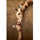 Le Baiser de Maman Giraffe – image 1 sur 1