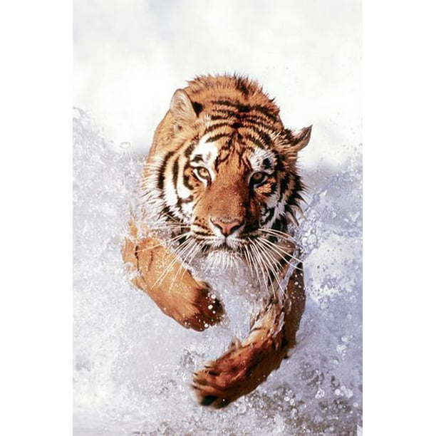 Tigre du Bengale courant dans l'Eau