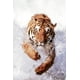 Tigre du Bengale courant dans l'Eau – image 1 sur 1