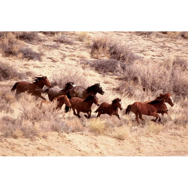 Chevaux Mustang qui courent