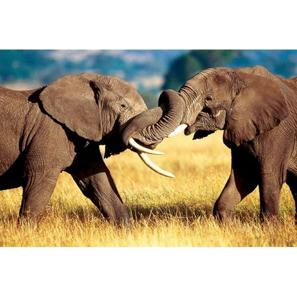 Éléphants Africains en Combat