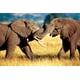 Éléphants Africains en Combat – image 1 sur 1