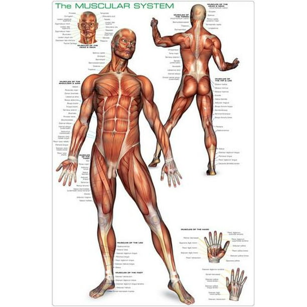 Le Système Musculaire