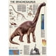 Le Brachiosaure – image 1 sur 1