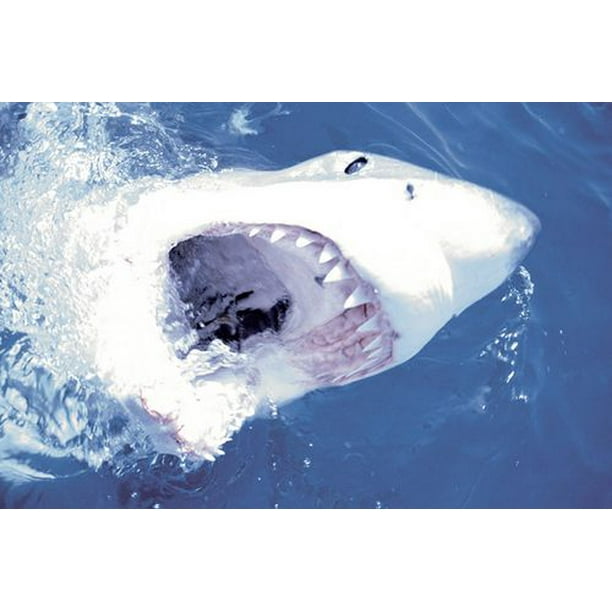 Grand Requin Blanc
